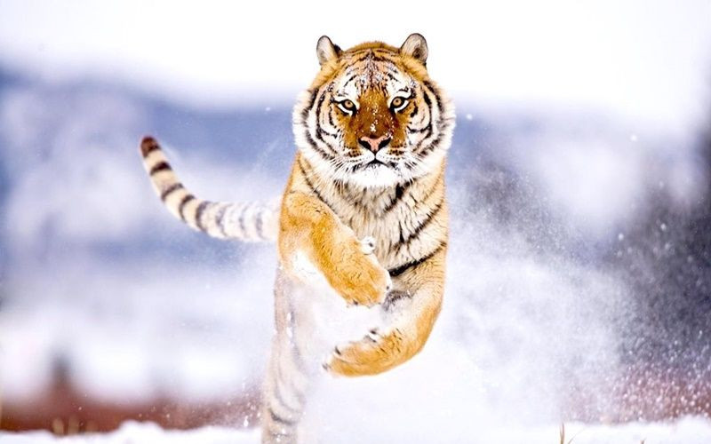 2 milyon yıllık kaplanların nesli tükeniyor! - Sayfa 22