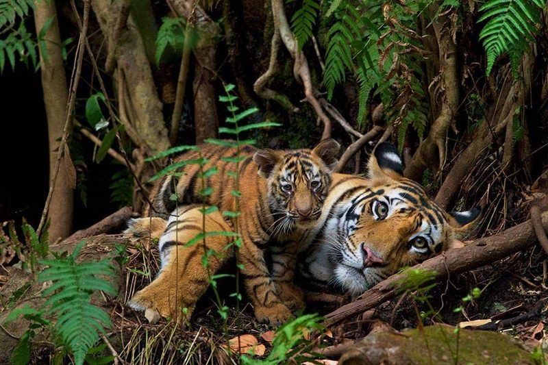 2 milyon yıllık kaplanların nesli tükeniyor! - Sayfa 23