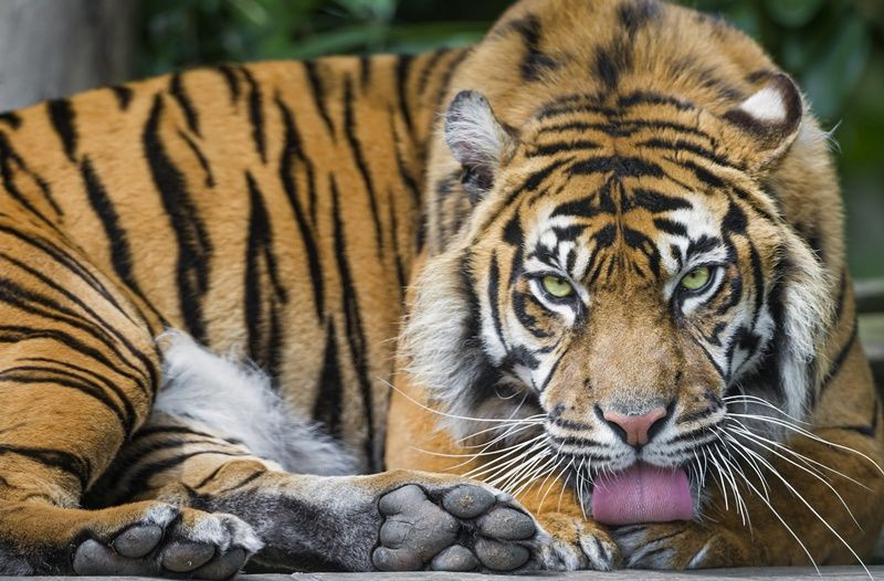 2 milyon yıllık kaplanların nesli tükeniyor! - Sayfa 28