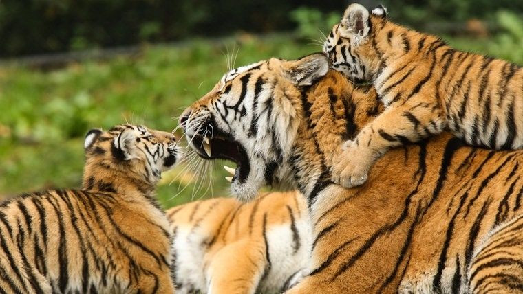 2 milyon yıllık kaplanların nesli tükeniyor! - Sayfa 30