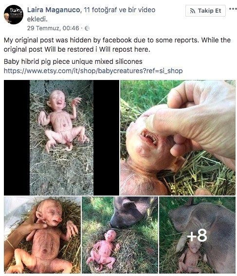 Domuz bebeğin sırrı ortaya çıktı! - Sayfa 5