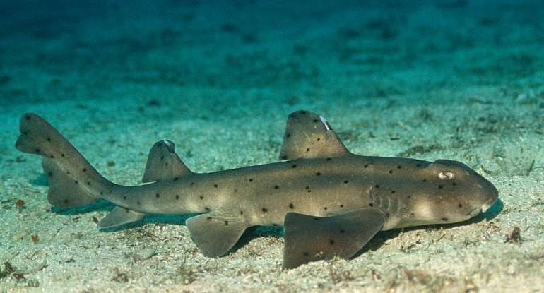 Akvaryumdan köpekbalığı çaldı - Sayfa 7