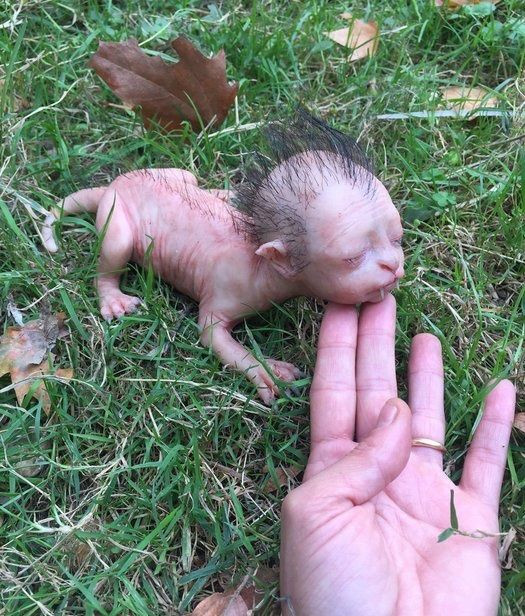 Domuz bebeğin sırrı ortaya çıktı! - Sayfa 7