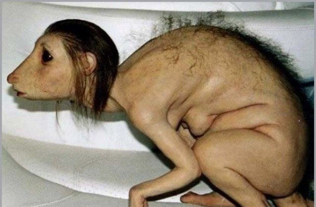 Domuz bebeğin sırrı ortaya çıktı! - Sayfa 6