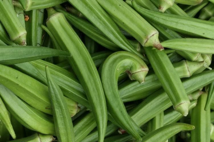 En çok ölüme sebep olan 3 hastalığın ilacı: Bamya - Sayfa 13