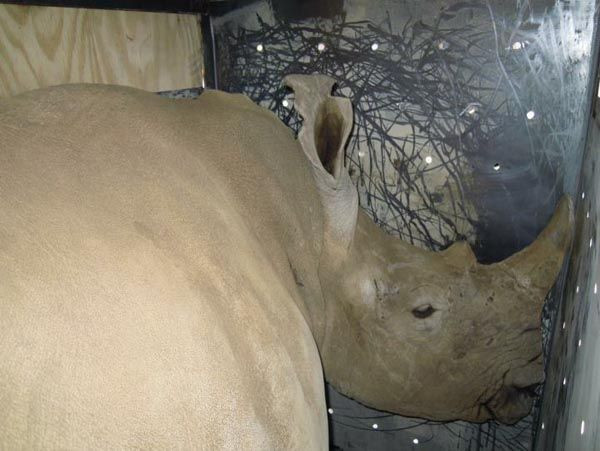 Soyu tükenen beyaz gergedanlar THY'ye emanet! - Sayfa 6