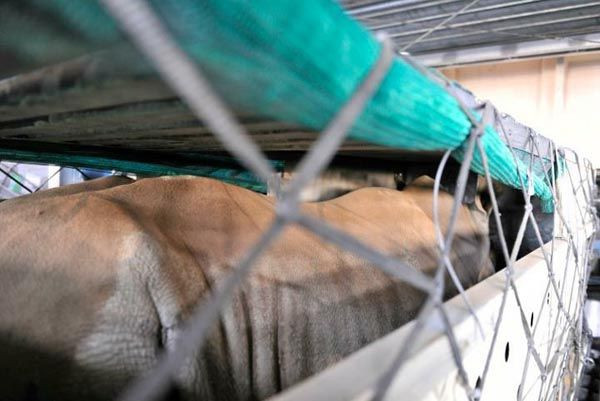 Soyu tükenen beyaz gergedanlar THY'ye emanet! - Sayfa 7