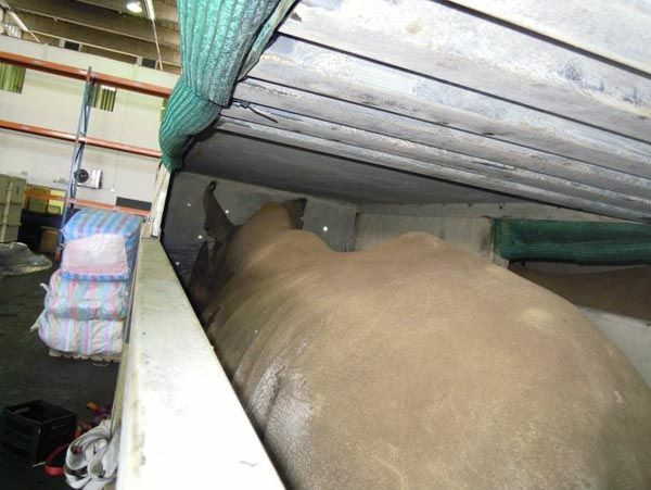 Soyu tükenen beyaz gergedanlar THY'ye emanet! - Sayfa 8