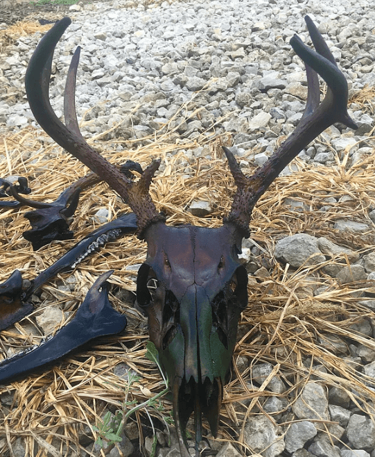 Belgesellerde bile göremeyeceğiniz doğanın gerçek yüzü! - Sayfa 6