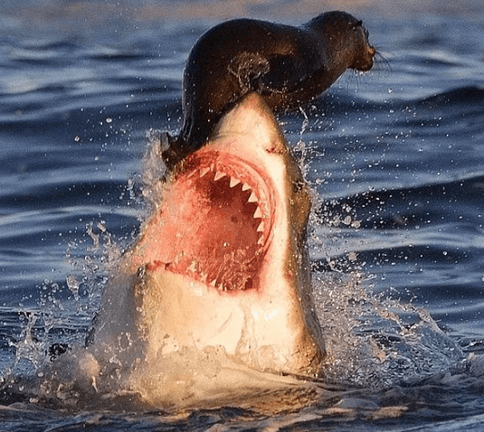 Belgesellerde bile göremeyeceğiniz doğanın gerçek yüzü! - Sayfa 15