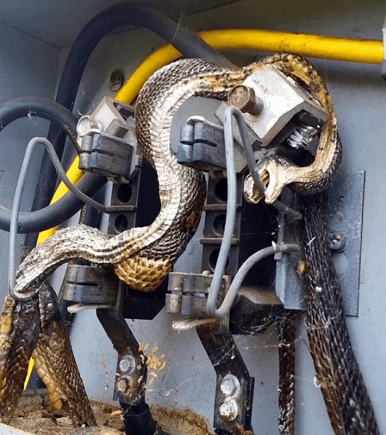 Belgesellerde bile göremeyeceğiniz doğanın gerçek yüzü! - Sayfa 7