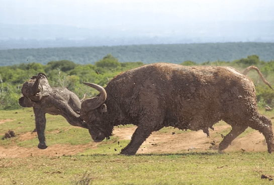 Belgesellerde bile göremeyeceğiniz doğanın gerçek yüzü! - Sayfa 18