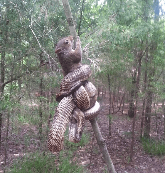 Belgesellerde bile göremeyeceğiniz doğanın gerçek yüzü! - Sayfa 22