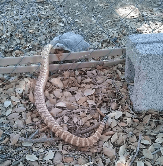 Belgesellerde bile göremeyeceğiniz doğanın gerçek yüzü! - Sayfa 11
