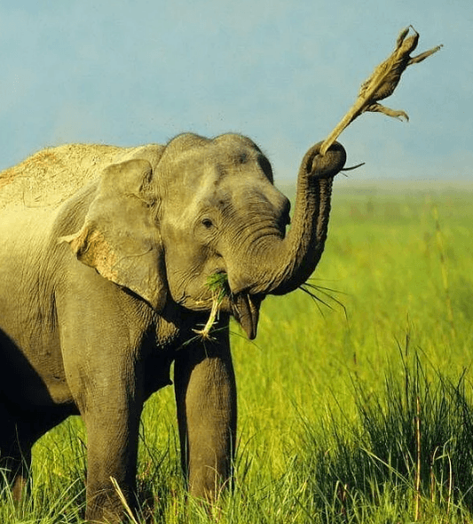 Belgesellerde bile göremeyeceğiniz doğanın gerçek yüzü! - Sayfa 19