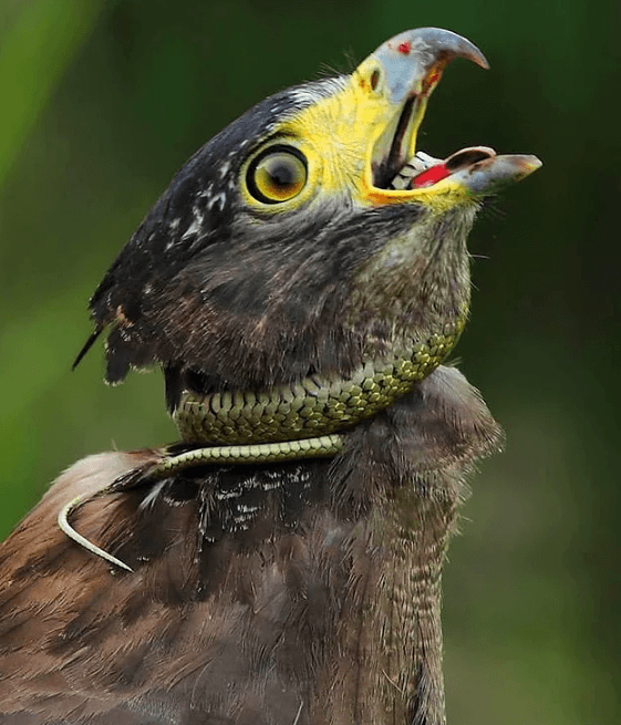 Belgesellerde bile göremeyeceğiniz doğanın gerçek yüzü! - Sayfa 20