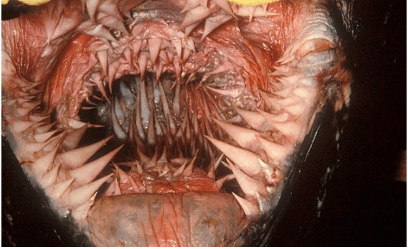 Belgesellerde bile göremeyeceğiniz doğanın gerçek yüzü! - Sayfa 13