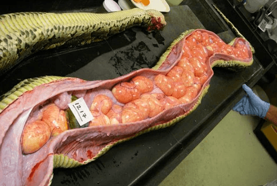 Belgesellerde bile göremeyeceğiniz doğanın gerçek yüzü! - Sayfa 12