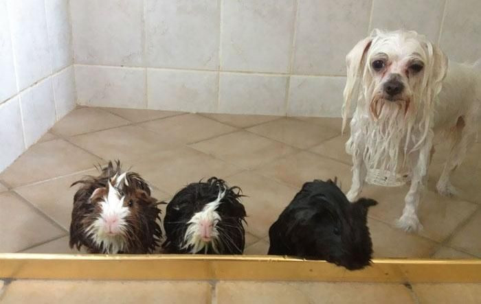 Onları bir de banyodan sonra görün! - Sayfa 8