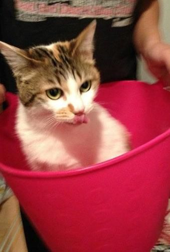 Onları bir de banyodan sonra görün! - Sayfa 11