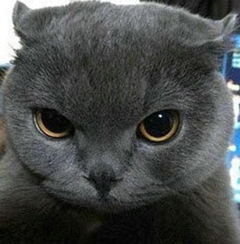 Onları bir de banyodan sonra görün! - Sayfa 13