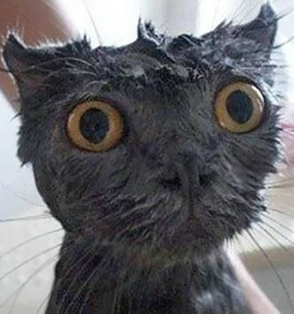 Onları bir de banyodan sonra görün! - Sayfa 14