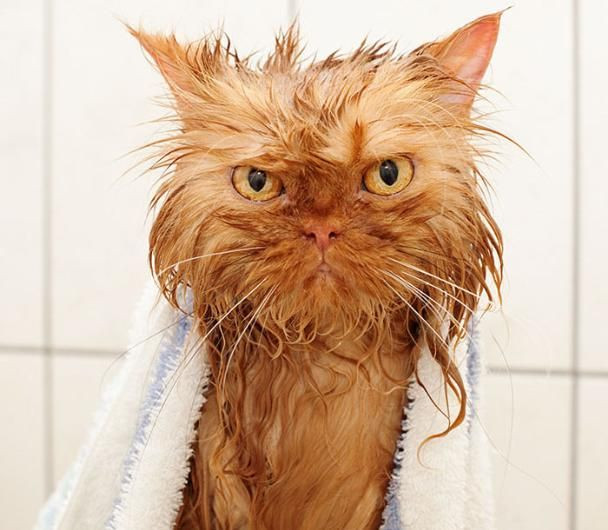 Onları bir de banyodan sonra görün! - Sayfa 20