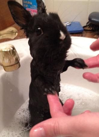 Onları bir de banyodan sonra görün! - Sayfa 24