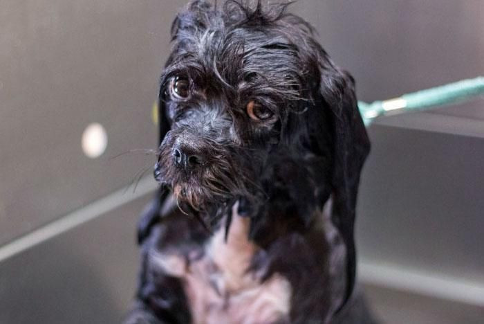 Onları bir de banyodan sonra görün! - Sayfa 26