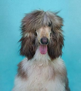 Onları bir de banyodan sonra görün! - Sayfa 27