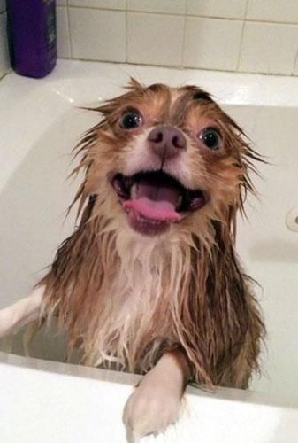 Onları bir de banyodan sonra görün! - Sayfa 30