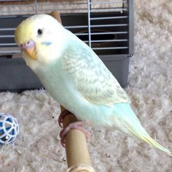 Onları bir de banyodan sonra görün! - Sayfa 33