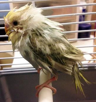 Onları bir de banyodan sonra görün! - Sayfa 34