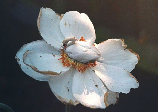 Gerçeklik algınızla oynayacak fotoğraflar! - Sayfa 11