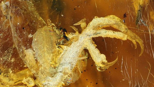 Kehribar içinde 99 milyon yıllık kuş bulundu! - Sayfa 8