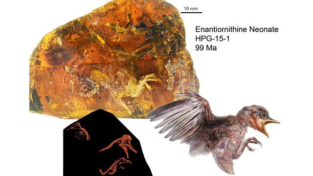 Kehribar içinde 99 milyon yıllık kuş bulundu! - Sayfa 9