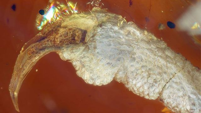 Kehribar içinde 99 milyon yıllık kuş bulundu! - Sayfa 10