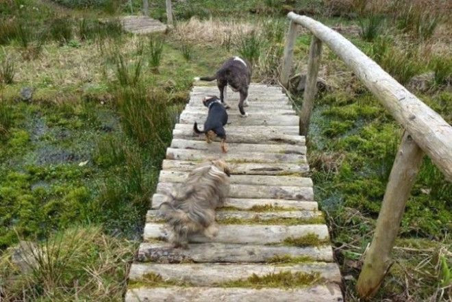 Yüzlerce köpeğin atladığı gizemli 'İntihar Köprüsü' - Sayfa 6