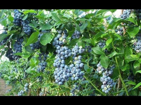 Kalp ve böbrekler için şifa kaynağı: Yaban Mersini - Sayfa 12