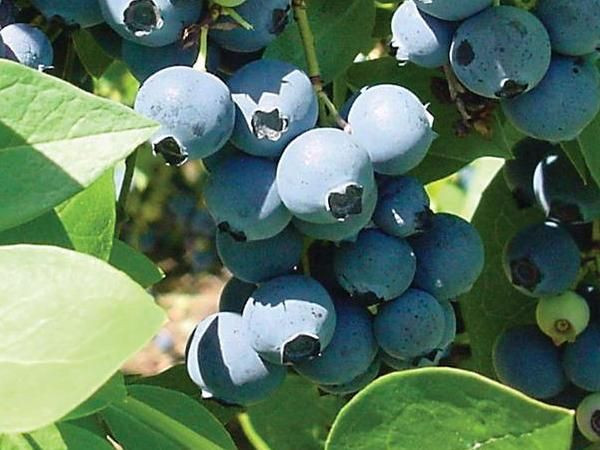 Kalp ve böbrekler için şifa kaynağı: Yaban Mersini - Sayfa 13