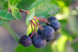 Kalp ve böbrekler için şifa kaynağı: Yaban Mersini - Sayfa 5