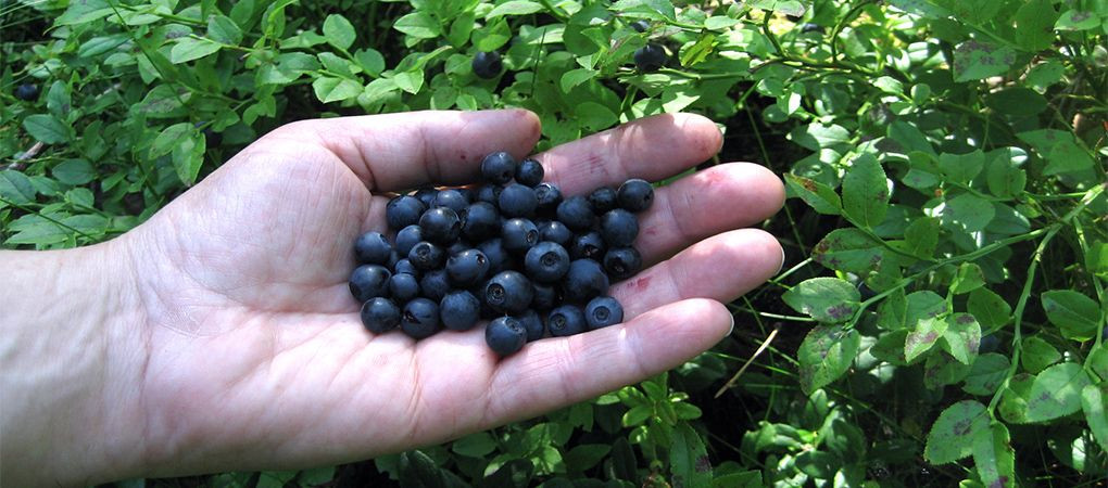 Kalp ve böbrekler için şifa kaynağı: Yaban Mersini - Sayfa 18
