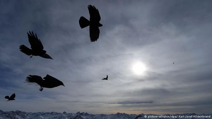 Neredeyse uçak mesafesinde uçabilen 7 kuş türü! - Sayfa 5