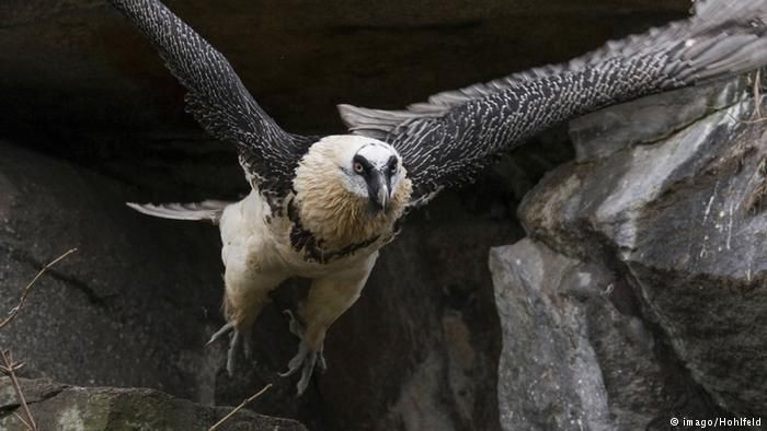 Neredeyse uçak mesafesinde uçabilen 7 kuş türü! - Sayfa 6