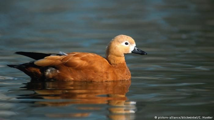 Neredeyse uçak mesafesinde uçabilen 7 kuş türü! - Sayfa 7