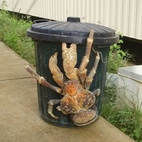 Photoshop değil! Onlar gerçek birer hayvan - Sayfa 7