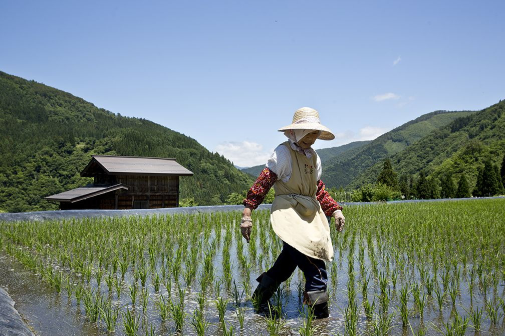Japonların uzun yaşam sırları! - Sayfa 12