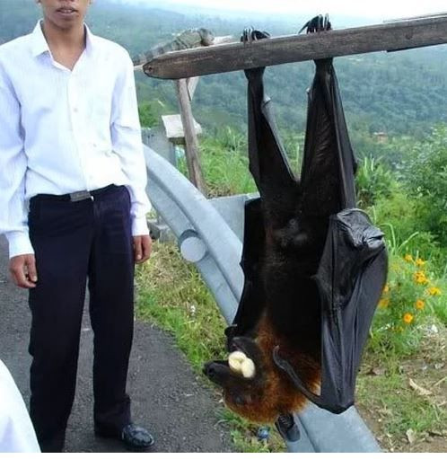 Photoshop değil! Onlar gerçek birer hayvan - Sayfa 13