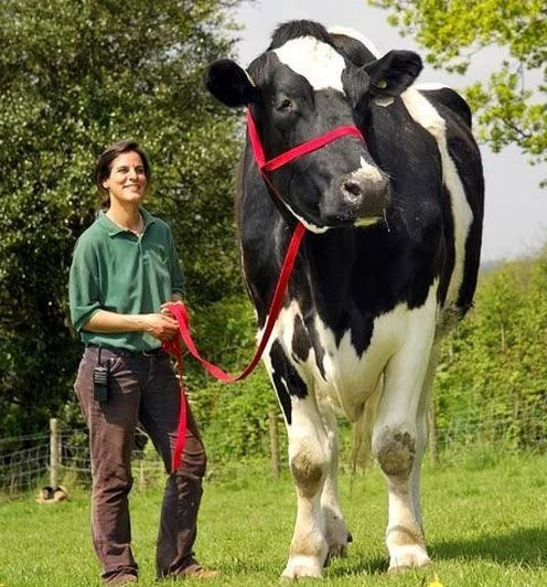 Photoshop değil! Onlar gerçek birer hayvan - Sayfa 5