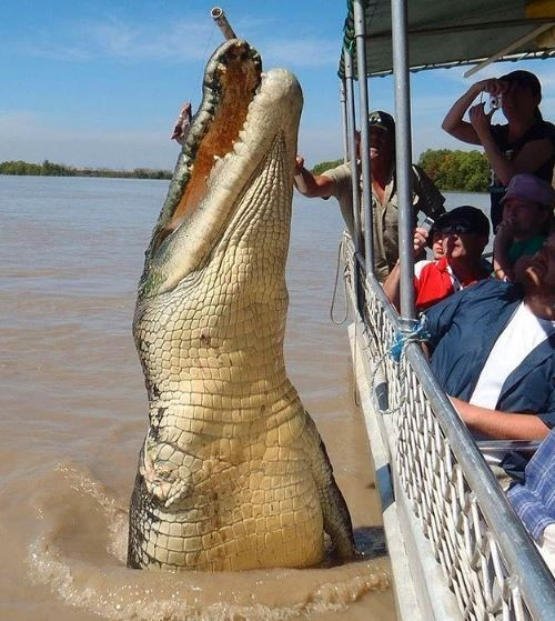 Photoshop değil! Onlar gerçek birer hayvan - Sayfa 10